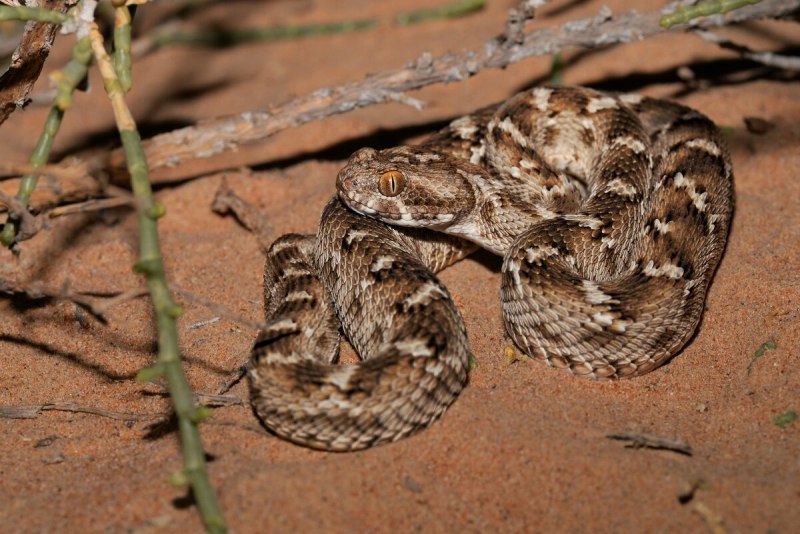 Техасский гремучник