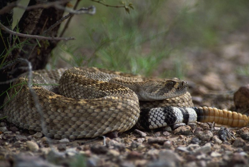Каскавел змея