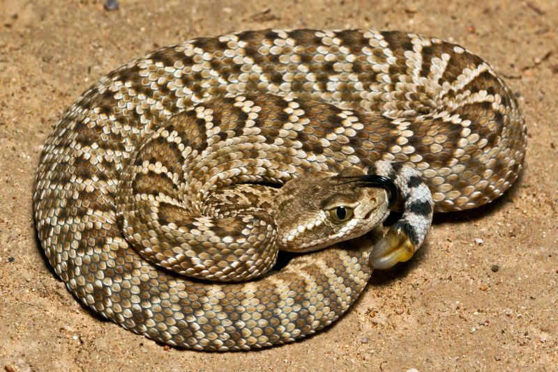Diamondback Rattlesnake