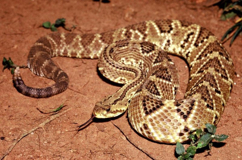 Гремучник прерийный (Crotalus viridis)