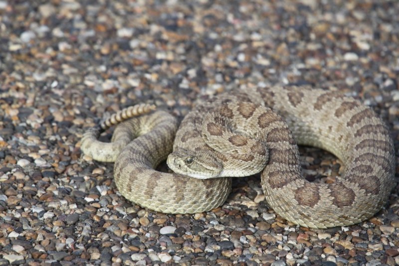 Бушмейстер змея