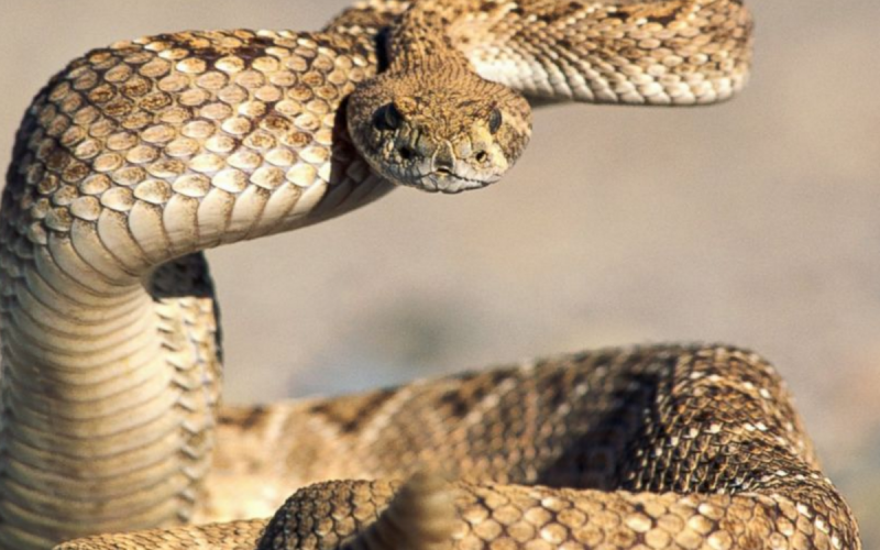 Гремучник Дальневосточный