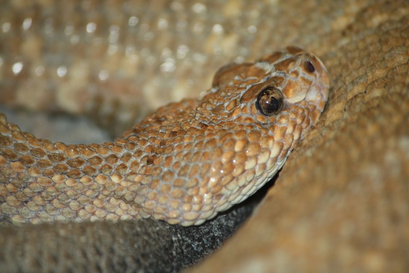 Техасский гремучник