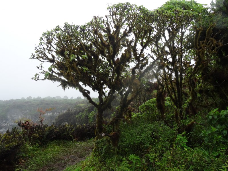 Brachylaena discolor