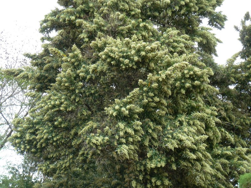 Brachylaena discolor