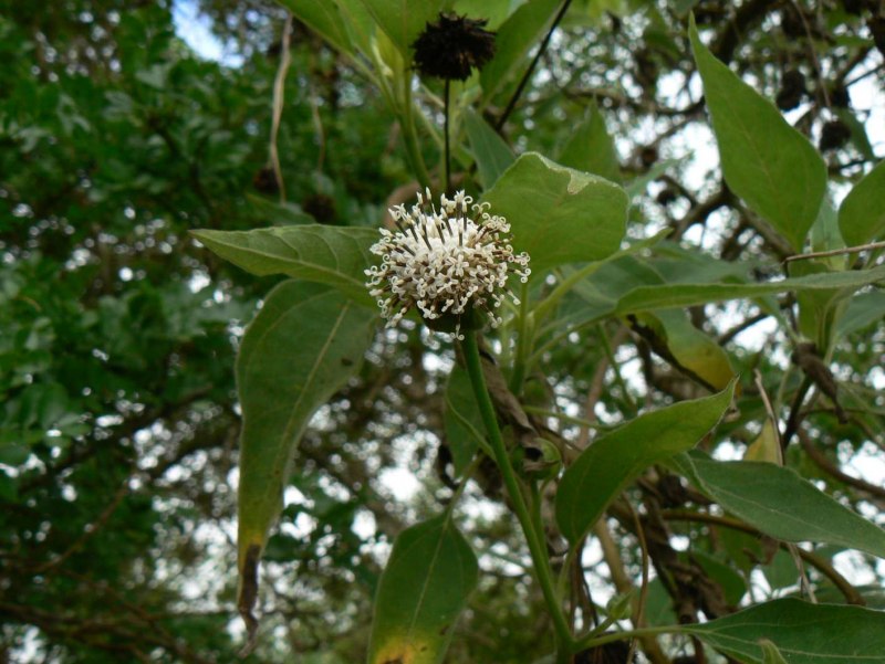 Брахилена Мерана Brachylaena Merana