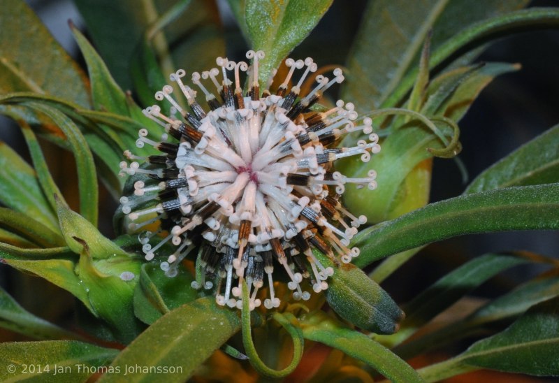 Brachylaena neriifolia