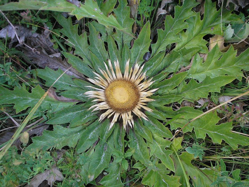 Мерано Ботанический сад