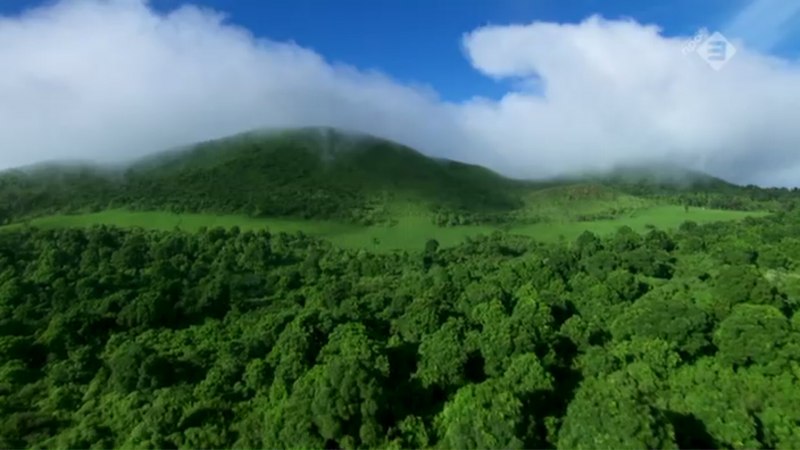 Монтана Ромашковое дерево
