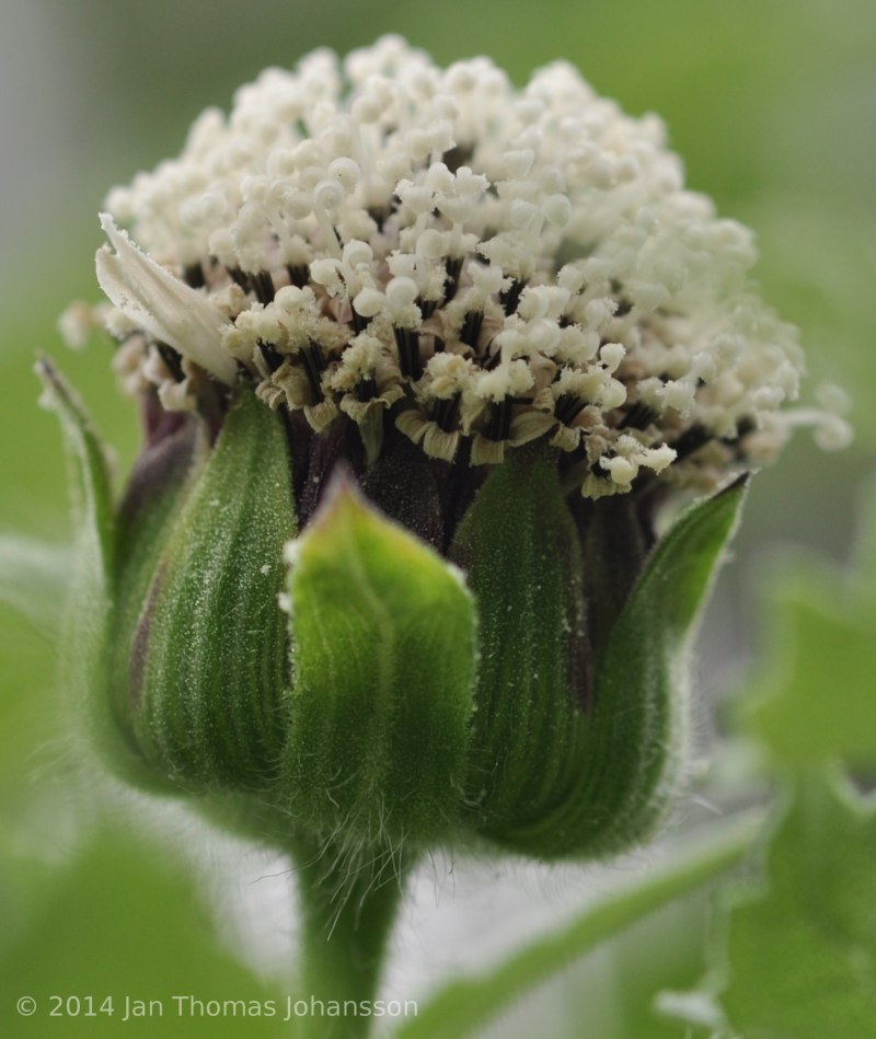 Скалезия черешчатая