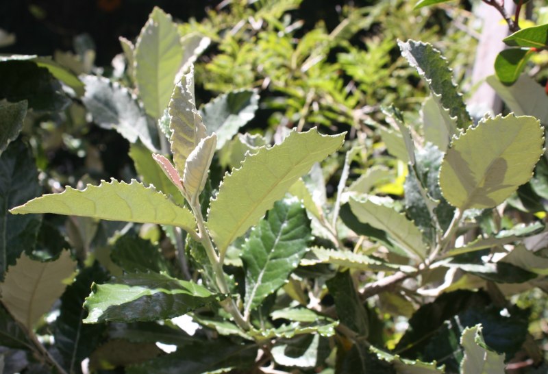 Brachylaena neriifolia