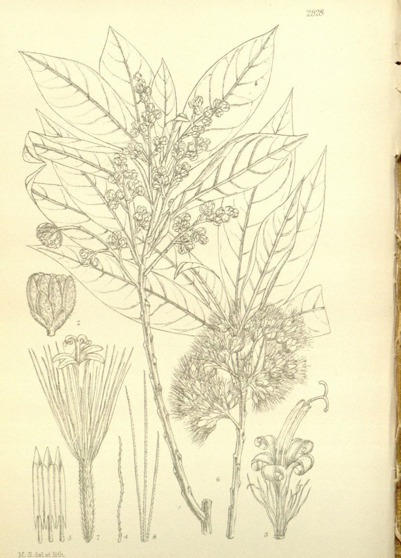 Скалезия Галапагосская