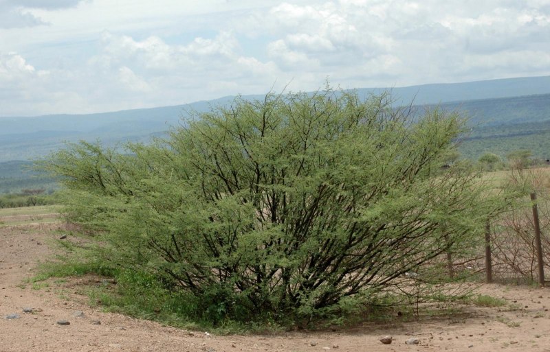 Скалезия Галапагосская одуванчик