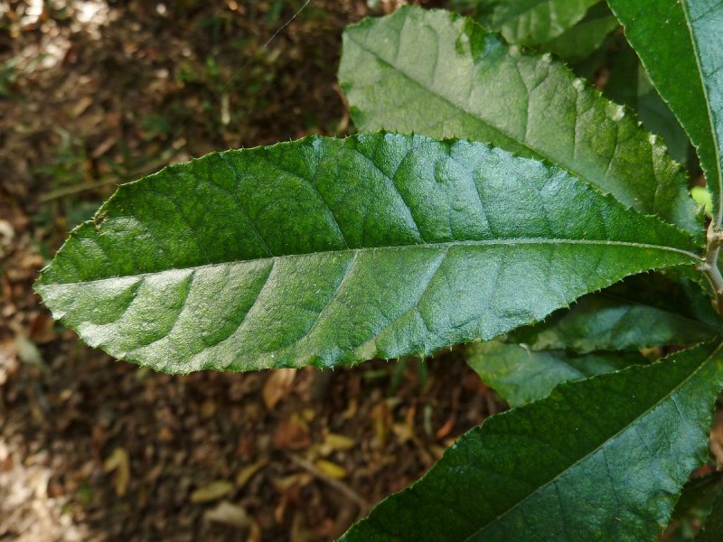 Brachylaena neriifolia