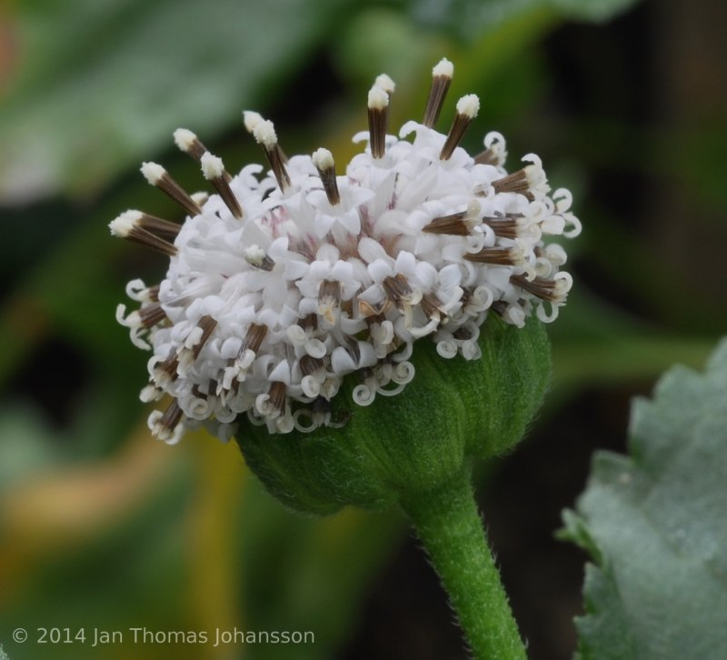 Холмы смешанных лесов