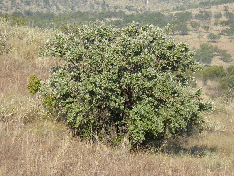 Скалезия черешчатая