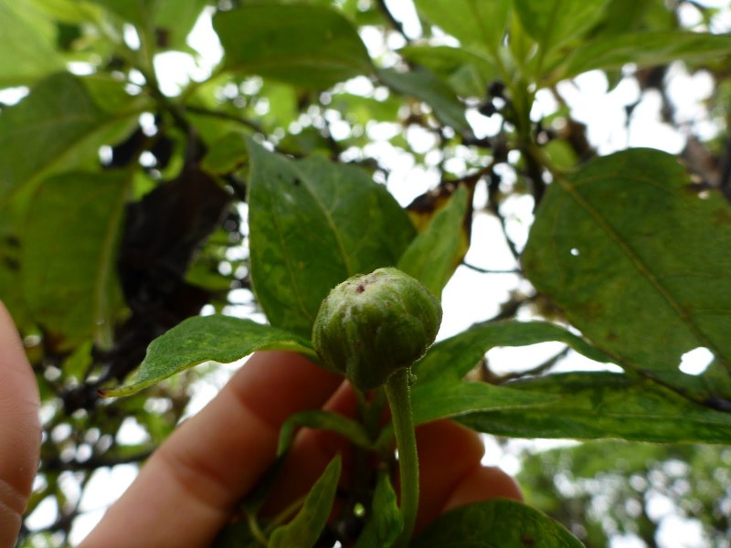 Скалезия черешчатая