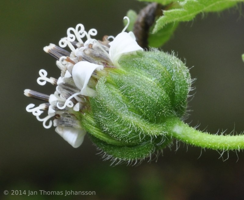 Скалезия Галапагосская