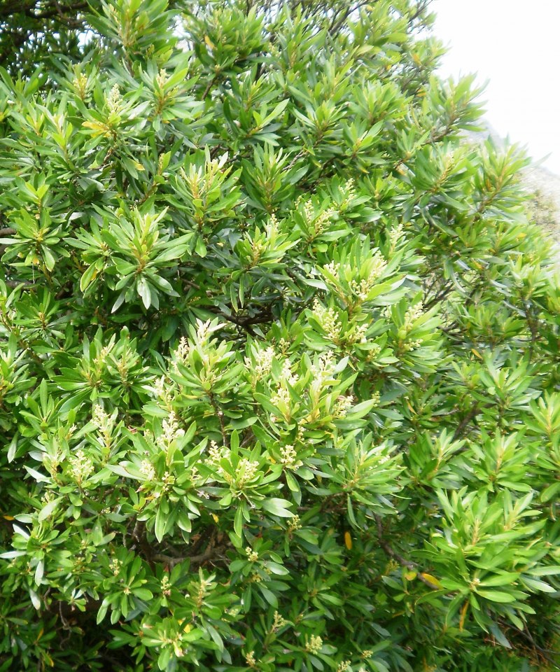 Брахилена Мерана Brachylaena Merana