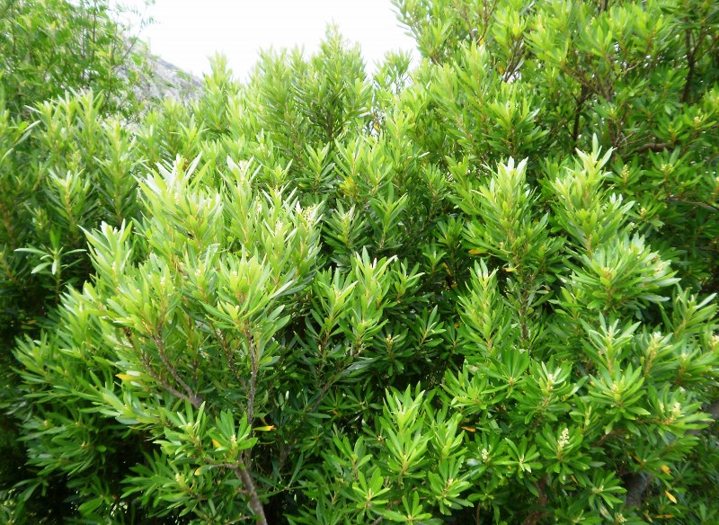 Brachylaena neriifolia