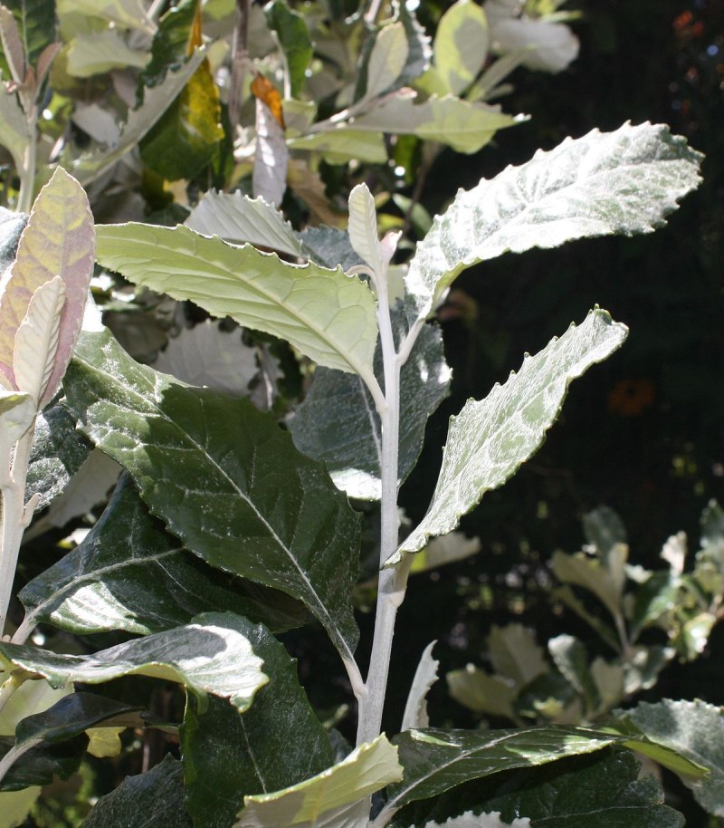 Фото и Мерана