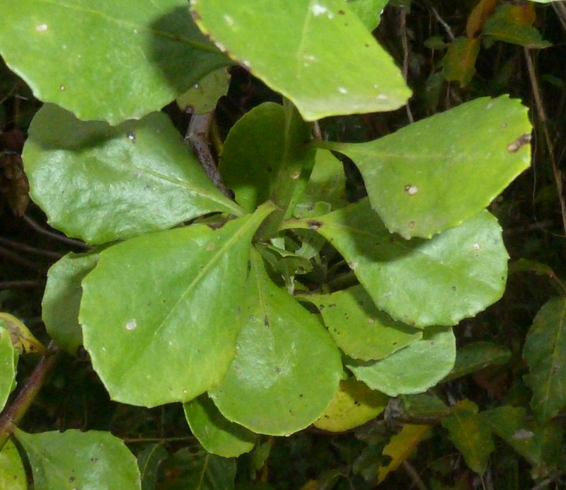 Скалезия черешчатая