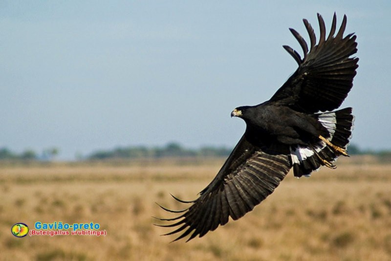 Buteogallus urubitinga