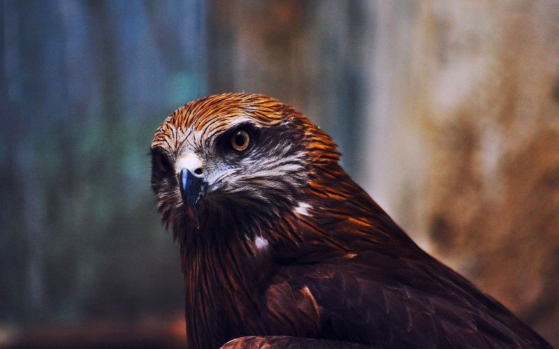 Кафрский орёл