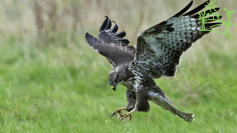 Клюв хищных птиц