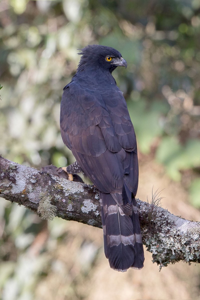 Spizaetus Tyrannus