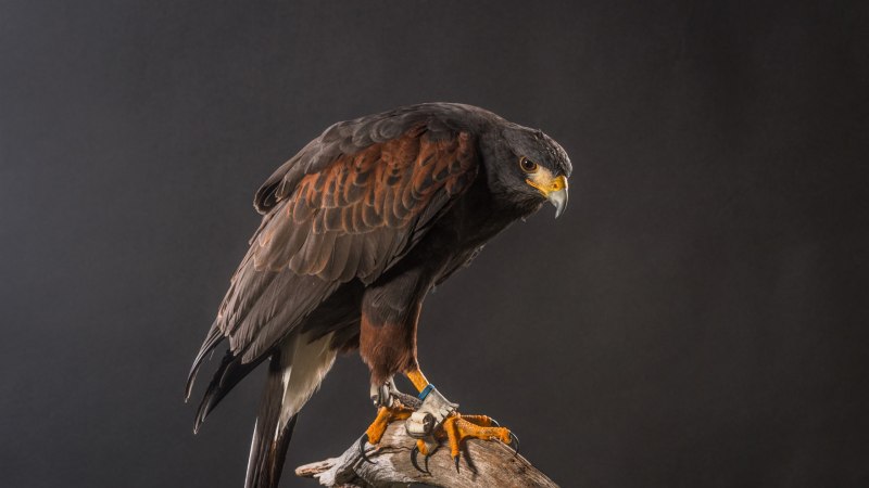 Эмблемы для клана