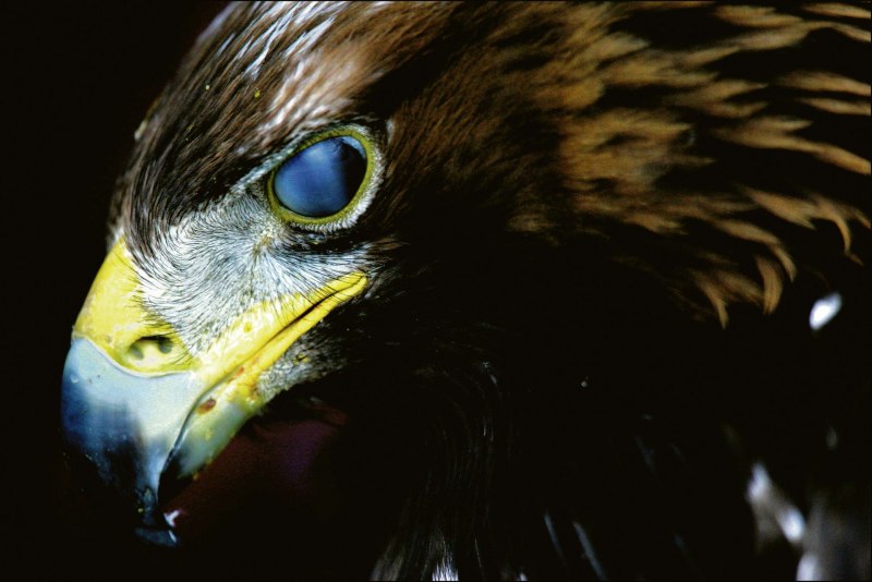 Ночные Ястребы