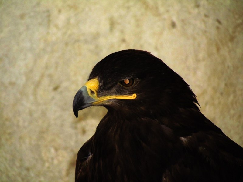 Орел Беркут