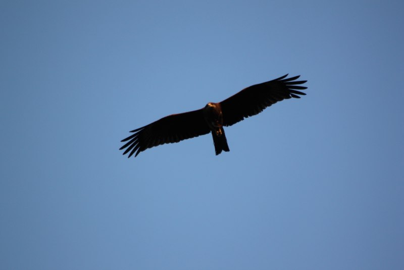 Орлан Орел Коршун