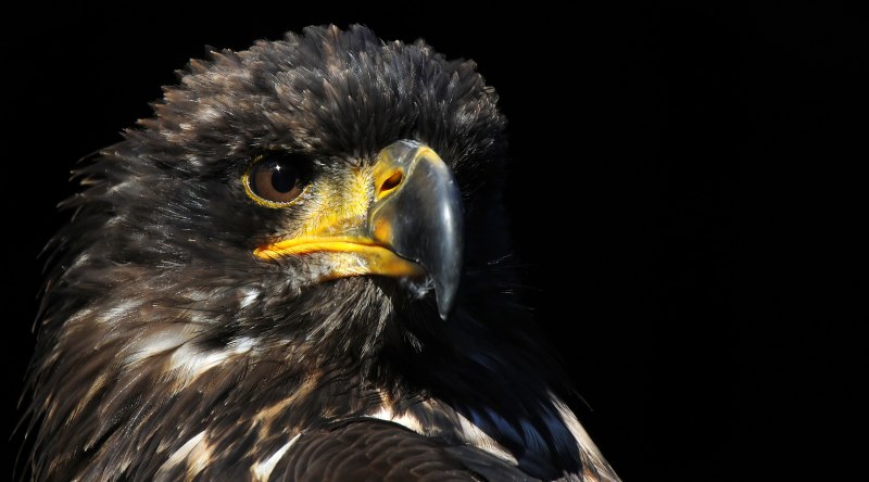 Пушистый большой черный ястреб