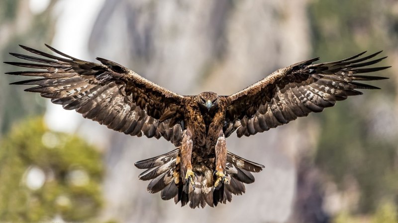 Хищные птицы Сокол Сапсан