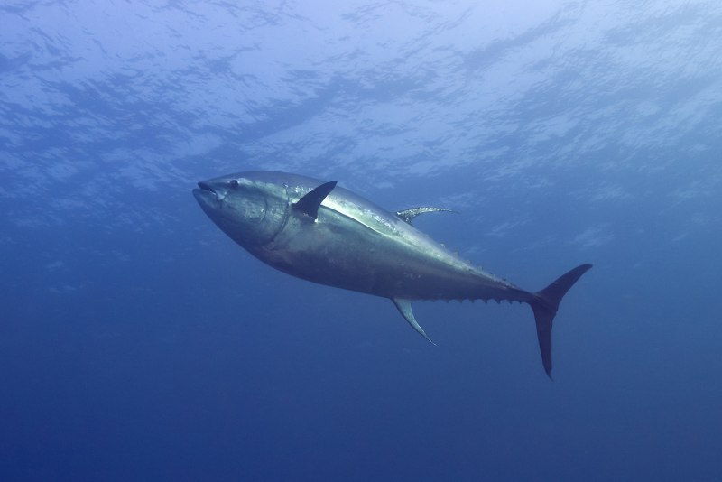 Обыкновенный тунец