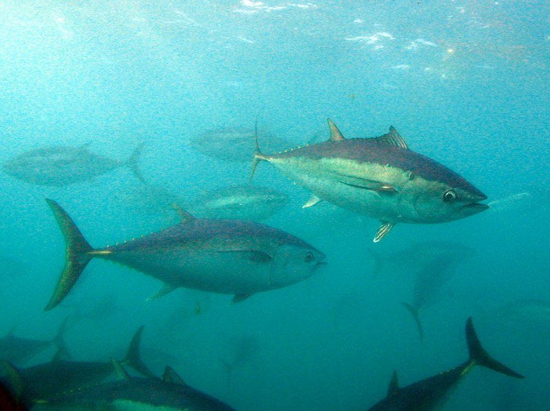 Атлантический голубой тунец