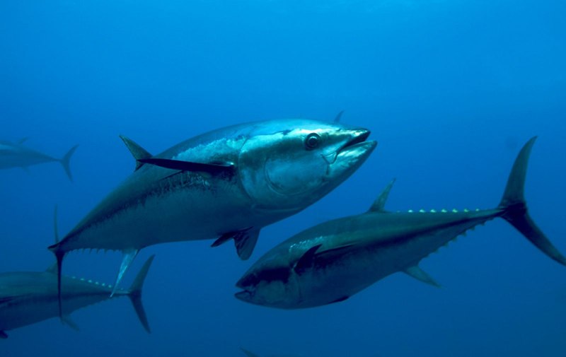 Bluefin рыба