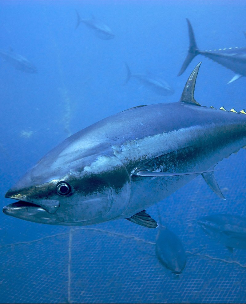 Тунец Bluefin