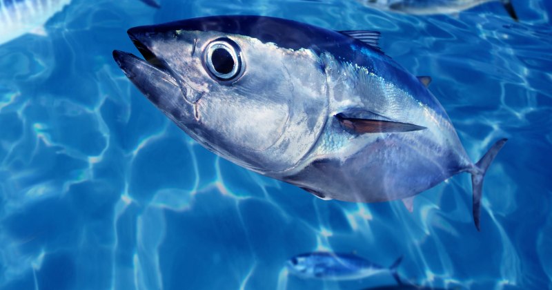 Желтоперый тунец