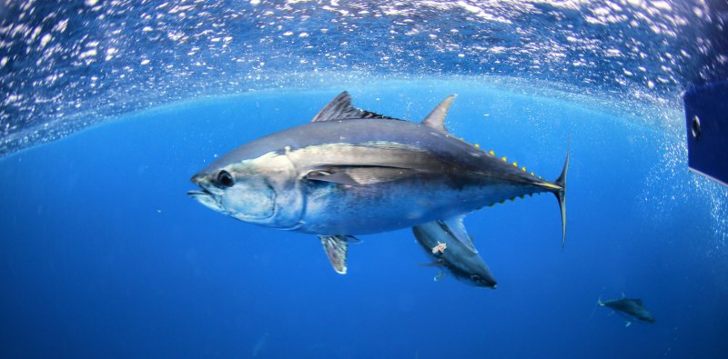Тунец Bluefin и Yellowfin