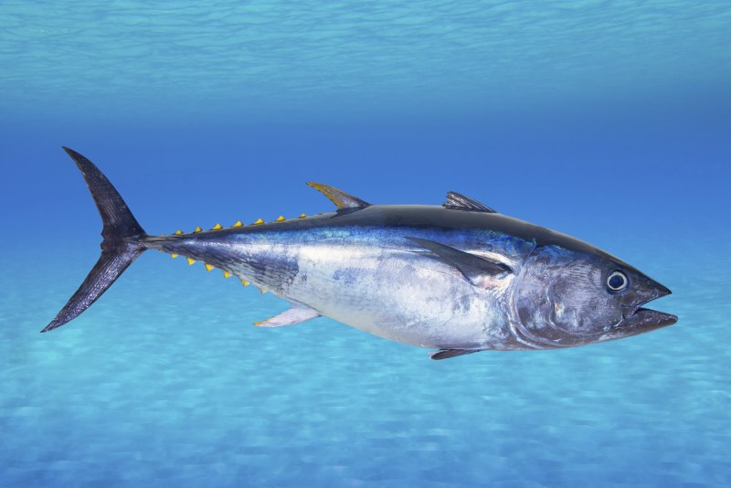 Thunnus thynnus