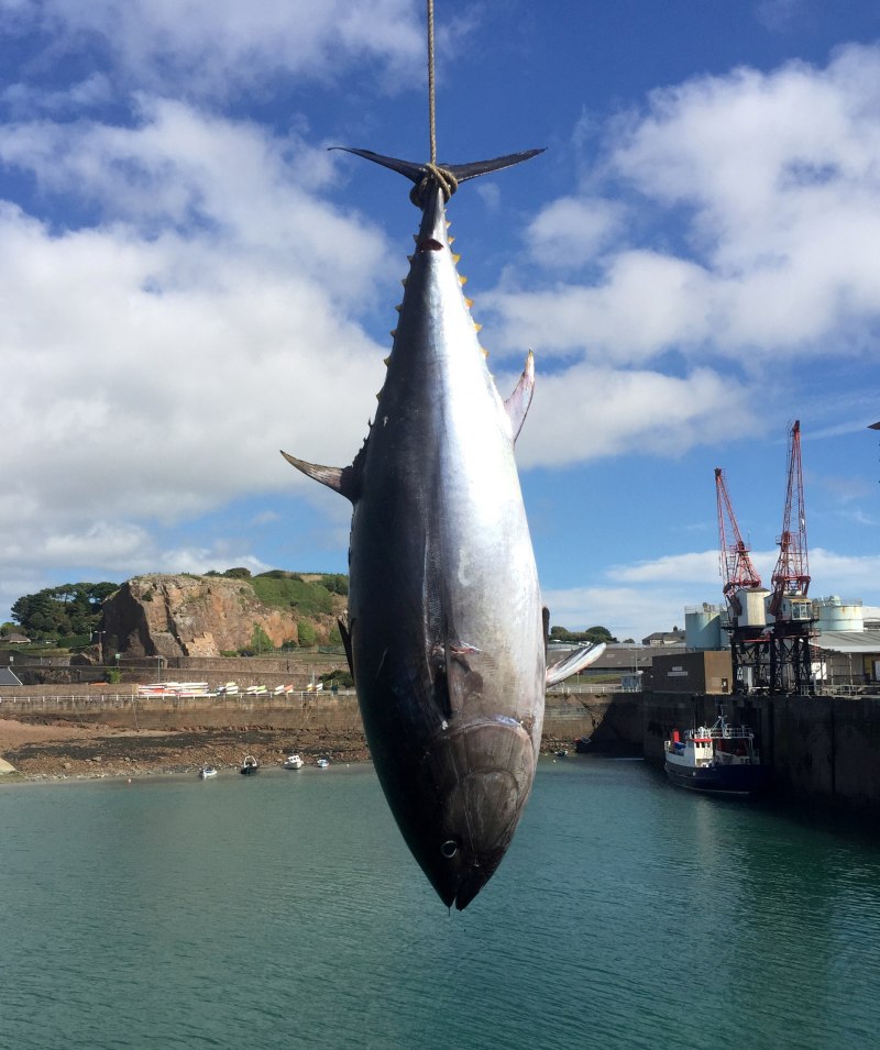 Йеллоу тунец