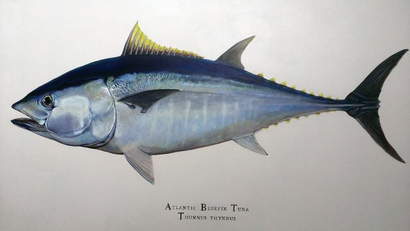 Тихоокеанский голубой тунец