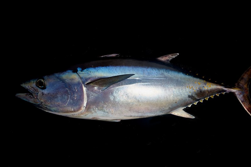 Atlantic Bluefin Tuna