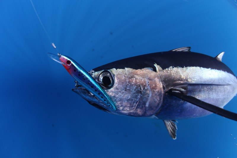 Сашими тунец Bluefin