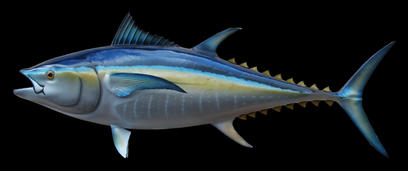 Атлантический голубой тунец