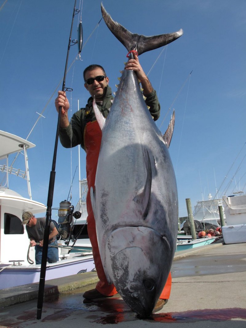Тунец Блюфин сашими