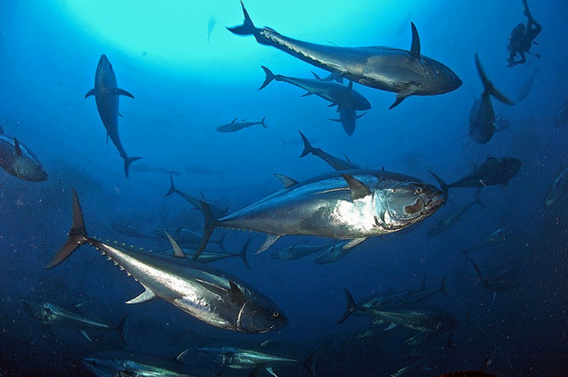 Atlantic Bluefin Tuna